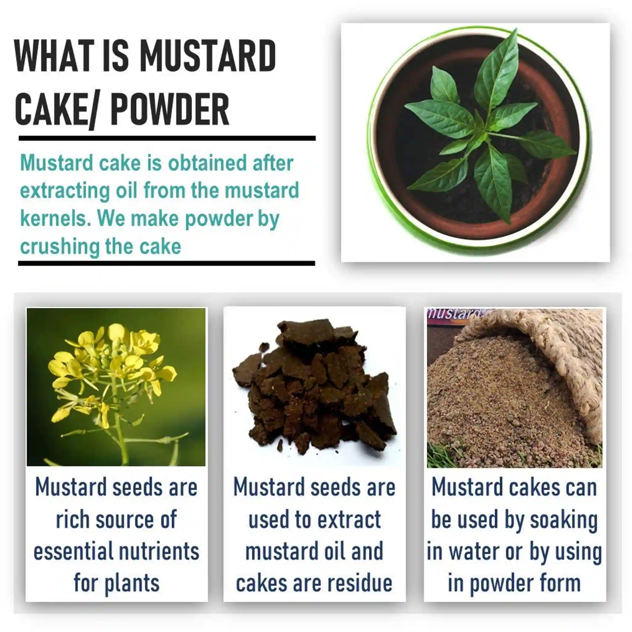 Buy Mustard Cake Mustard Oil Cake Brassica Napus Sarso Ki Khal Online in  India - Etsy